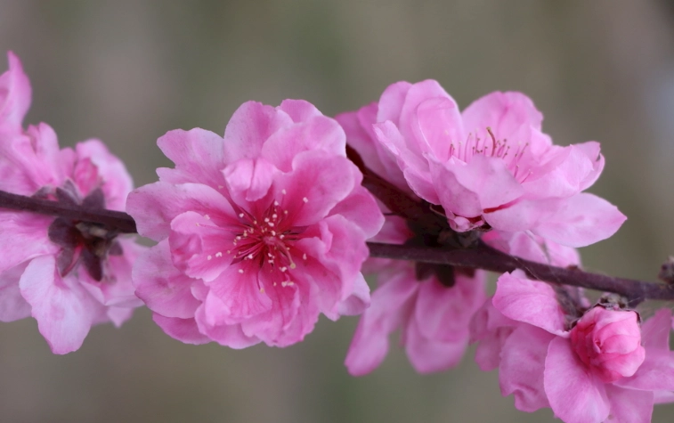 桃花繁殖方法 桃花繁殖方法