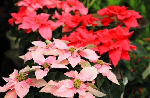 聖誕花變紅原因