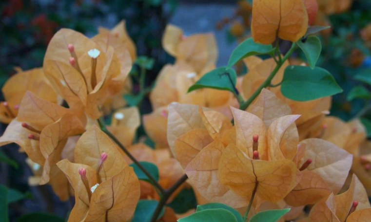 九重葛耐寒 九重葛耐寒