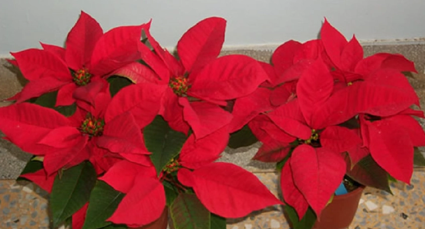 聖誕紅施肥方法