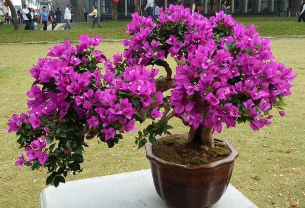 九重葛盆栽照顧