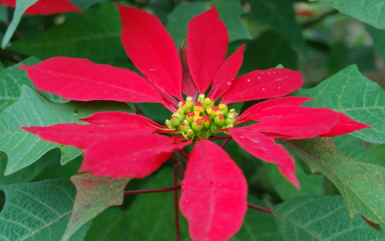 聖誕紅光照控制