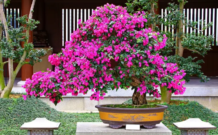 九重葛盆栽種植