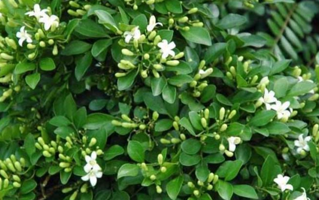 七里香香草種植 七里香香草種植