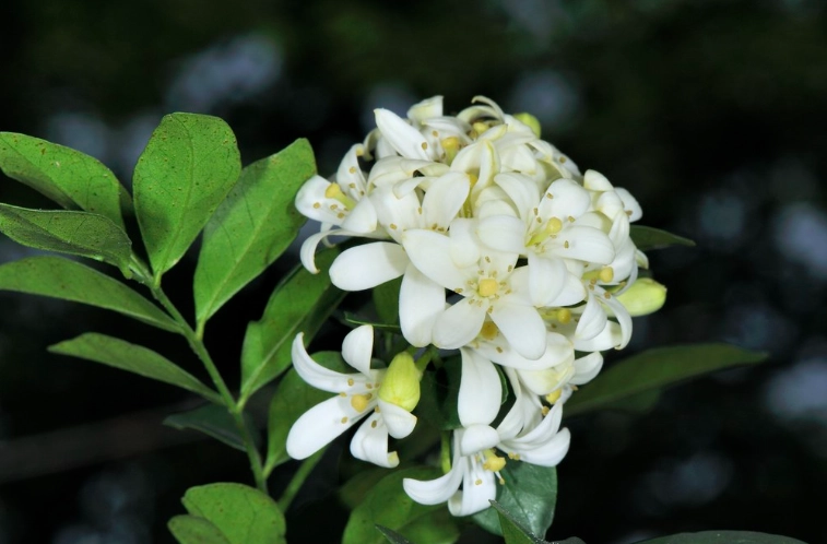 月橘繁殖方法 月橘繁殖方法