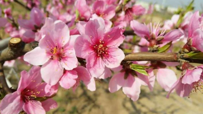 桃花嫁接步驟 桃花嫁接步驟