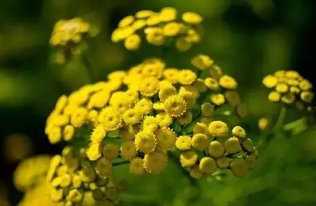 無蟲害植物種類