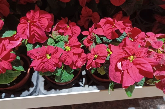 聖誕紅施肥方法