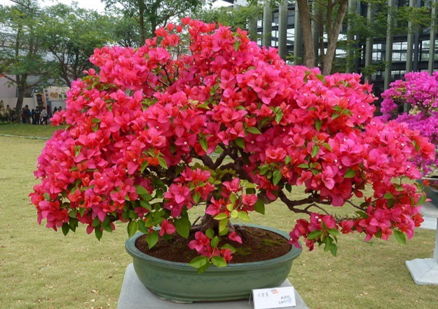 九重葛盆栽常見問題