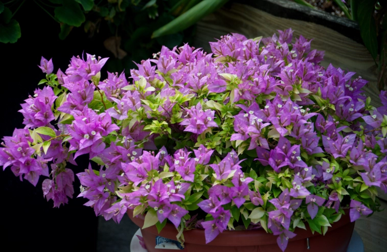 九重葛盆栽常見問題