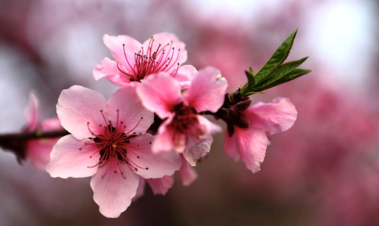 桃花扦插技巧 桃花扦插技巧