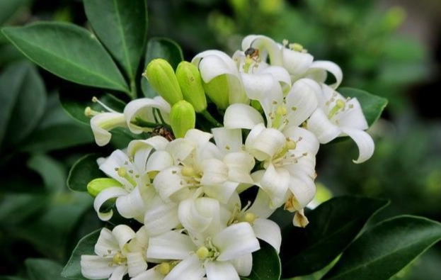 七里香香草用途 七里香香草用途