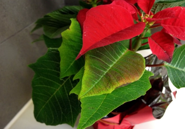 聖誕紅養護 聖誕紅養護