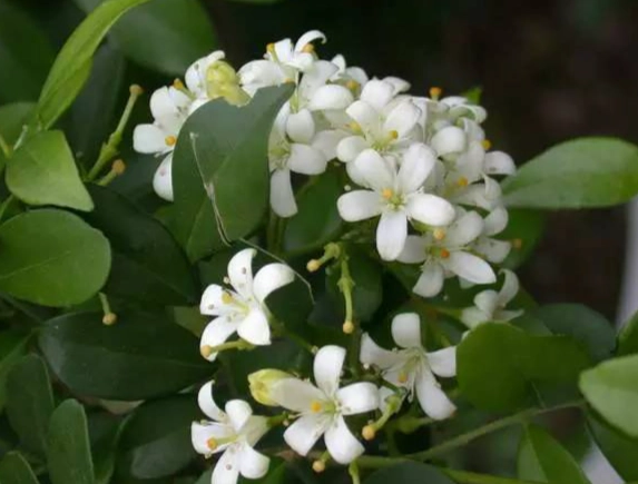 七里香葉子功效