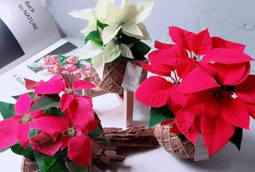 聖誕紅照顧方法 聖誕紅照顧方法