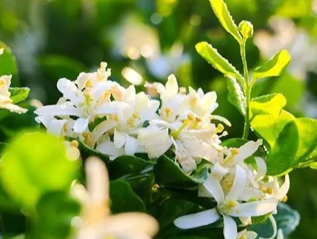 七里香葉子養護