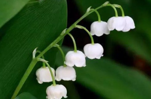 室內無蟲植物推薦