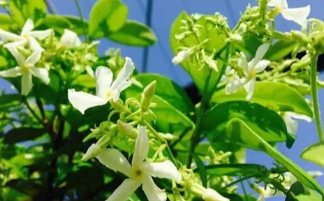 無蟲害植物種類