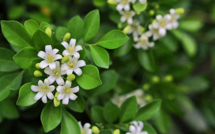 七里香香草種植 七里香香草種植