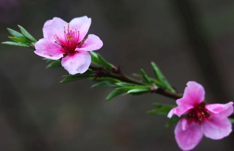 桃花扦插技巧 桃花扦插技巧