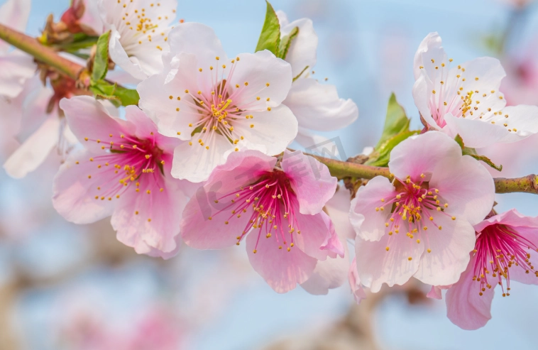 桃花嫁接步驟 桃花嫁接步驟