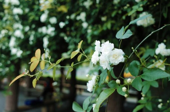 七里香葉子用途