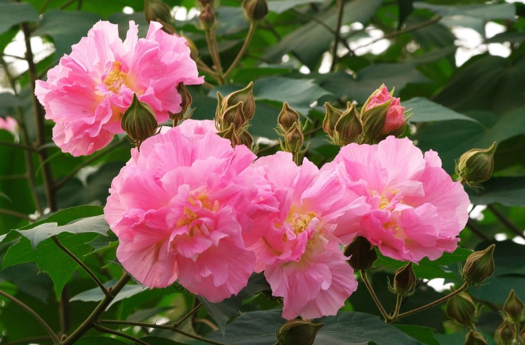 木芙蓉扦插 木芙蓉扦插