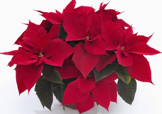 聖誕紅施肥方法