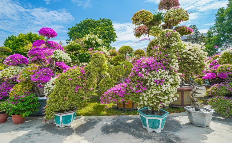 九重葛盆栽種植