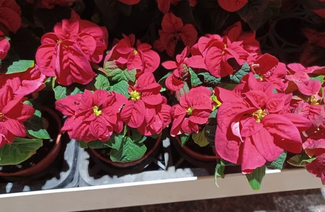 聖誕紅養護 聖誕紅養護