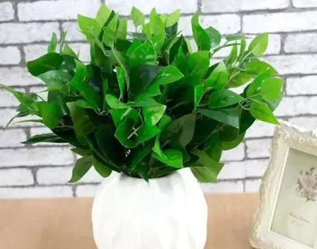 室內無蟲植物推薦