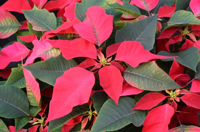 聖誕紅養護技巧