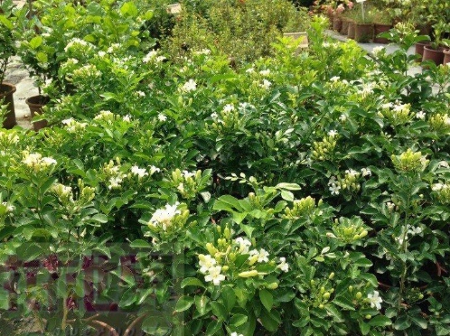 七里香葉子養護