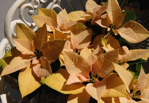 聖誕紅照顧方法