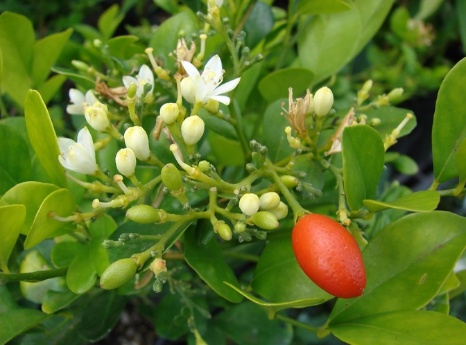 月橘扦插技巧 月橘扦插技巧