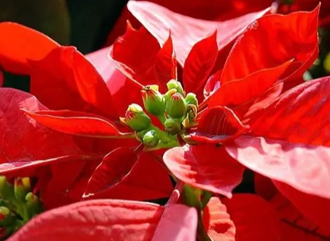 聖誕花變紅原因