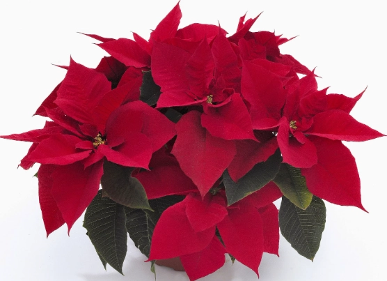 聖誕紅葉子捲曲原因 聖誕紅葉子捲曲原因