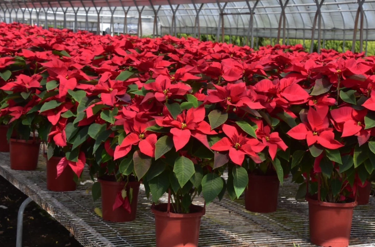 聖誕紅養護技巧