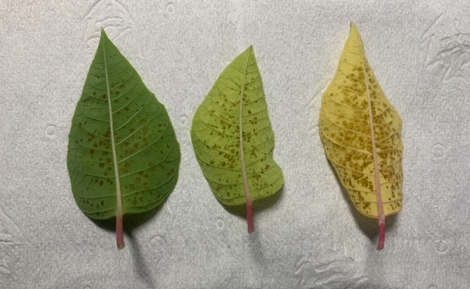 聖誕紅葉子變黑處理