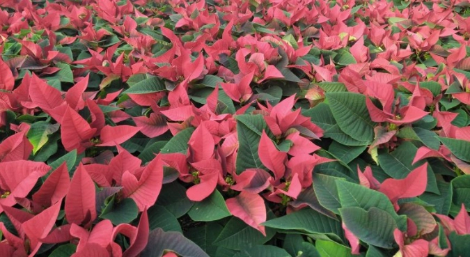 聖誕紅施肥方法