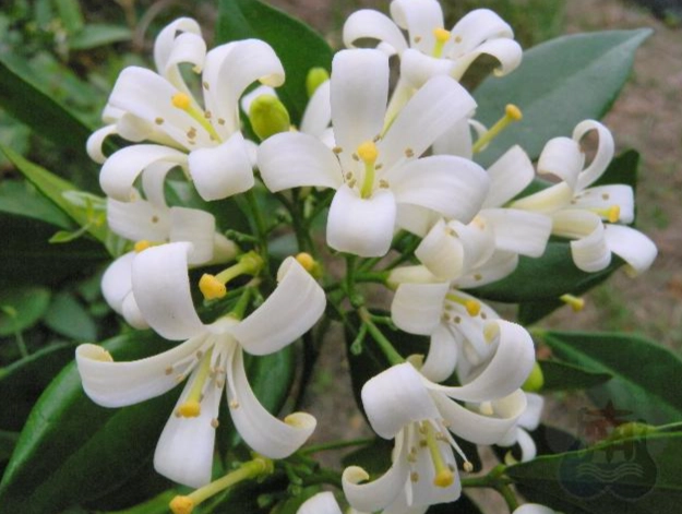 月橘繁殖方法 月橘繁殖方法