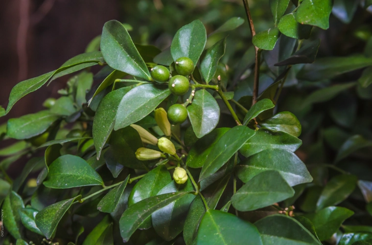 七里香葉子用途