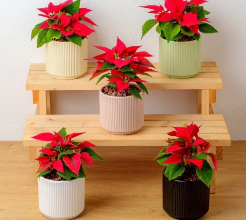 聖誕紅有毒嗎 聖誕紅有毒嗎