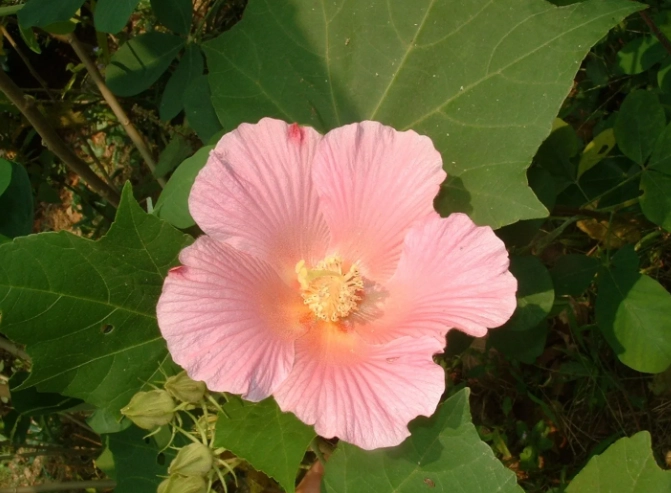 木芙蓉種植 木芙蓉種植