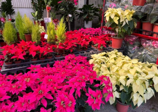 聖誕花變紅原因