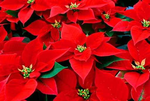 聖誕花栽培方法