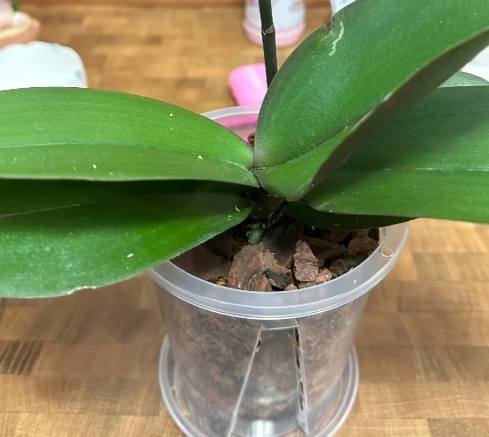 蘭花種植技巧 蘭花種植技巧