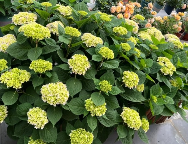 繡球花陽光管理 繡球花陽光管理