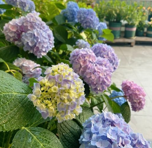 繡球花種植光照 繡球花種植光照