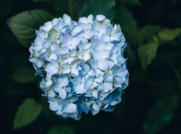 繡球花變藍方法